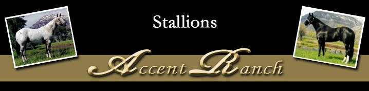 Accent Ranch Stallions