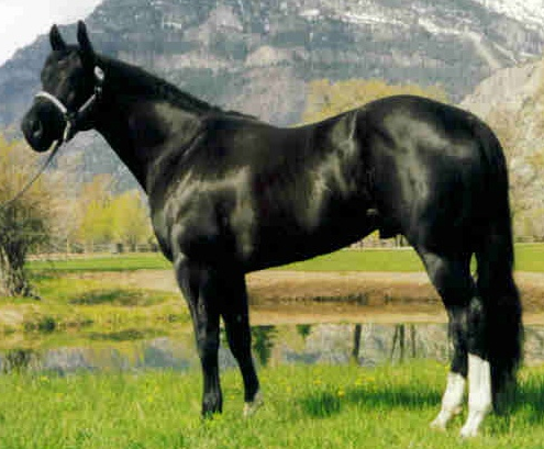 Zip's Commander Black Quarter Horse Stallion
