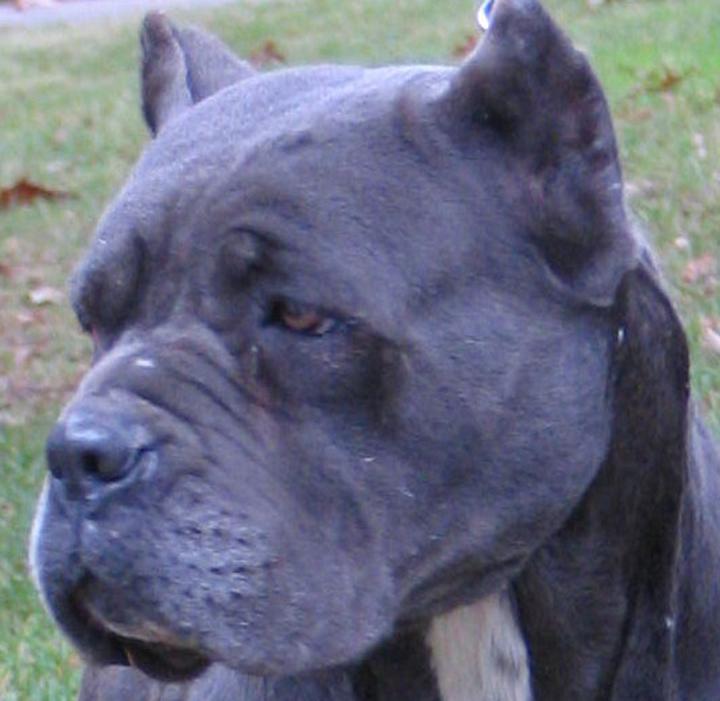 Reputable Cane Corso breeder_Top Cane Corso females.We occasionally ...