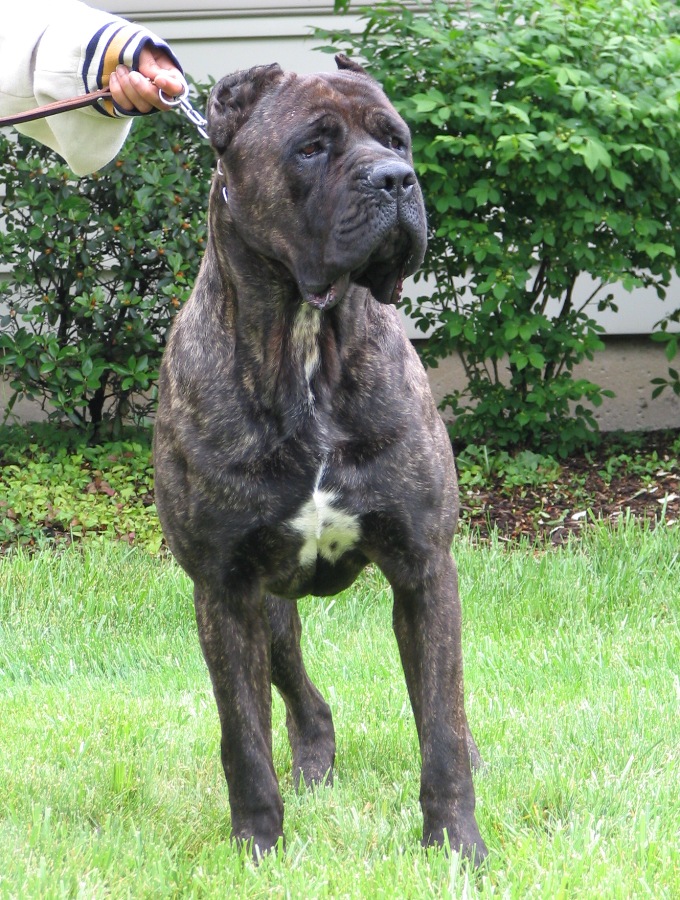 Show and Working Cane Corsos_Cane Corso puppies for sale