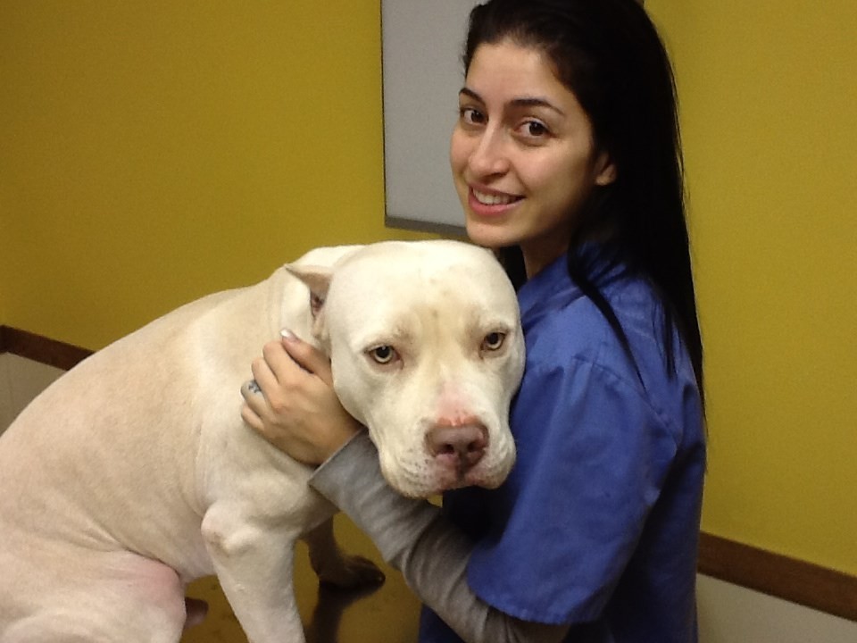 wright's animal hospital