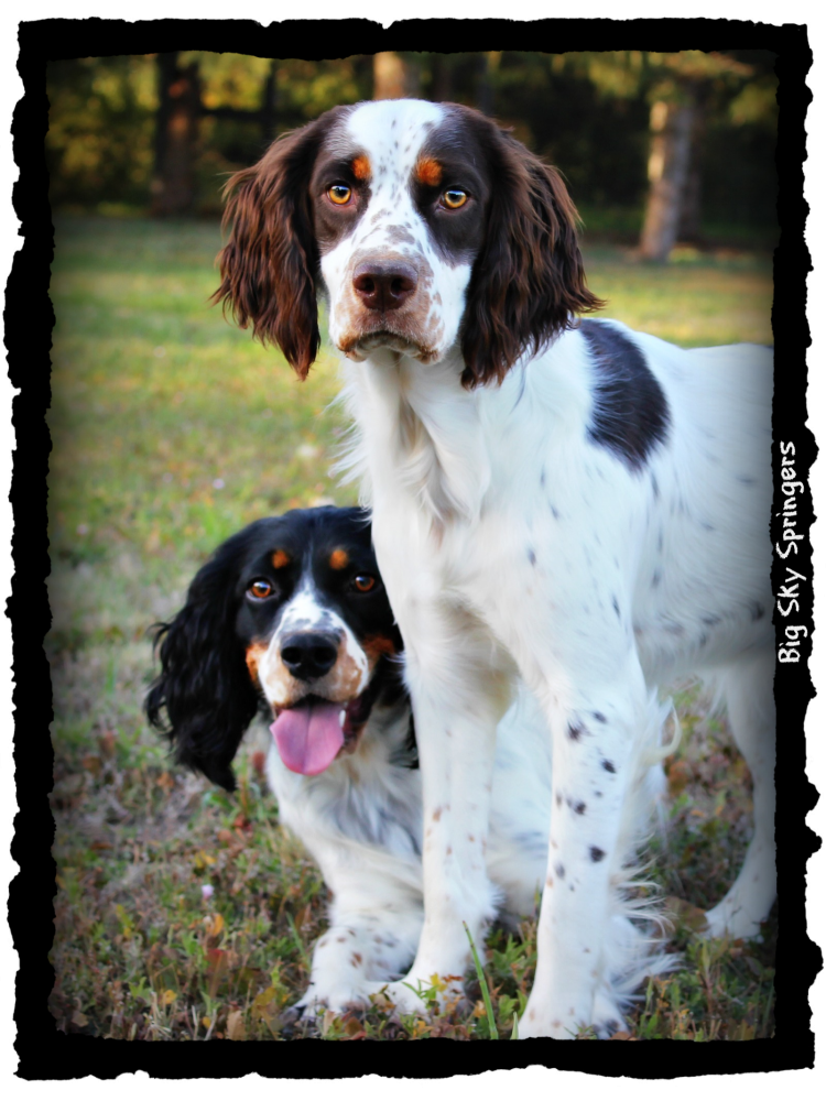 big springer spaniel