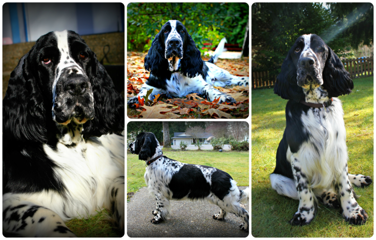 european english springer spaniels