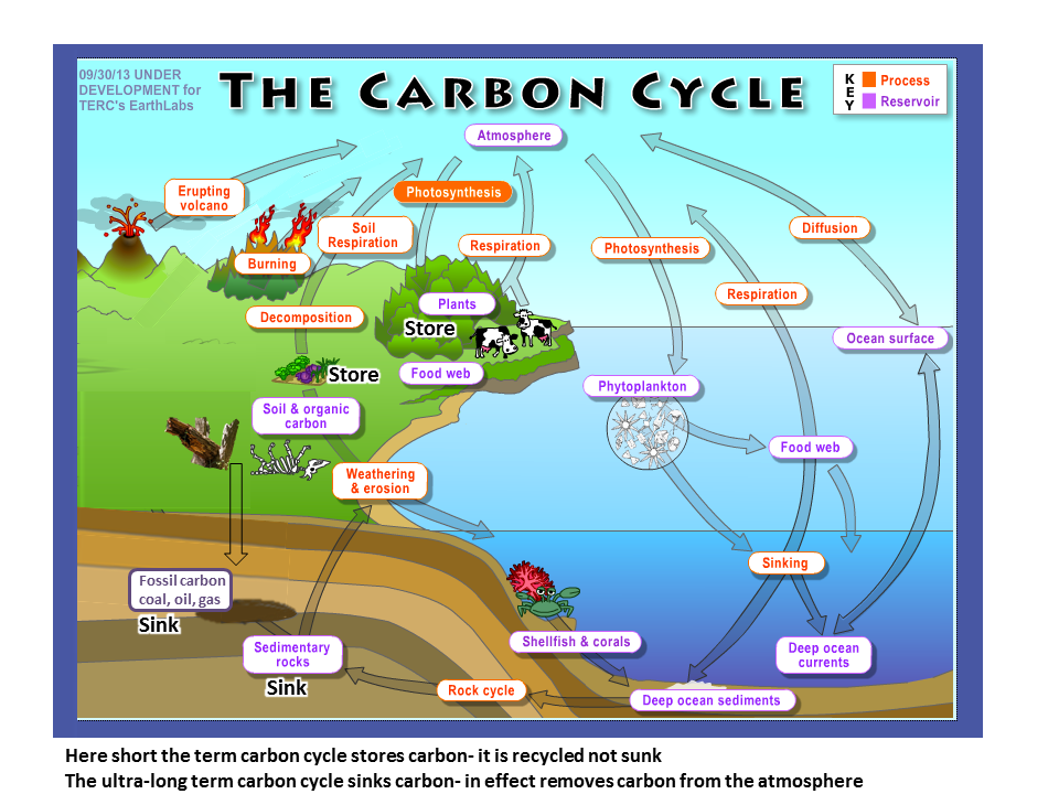 carbon cycle powerpoints