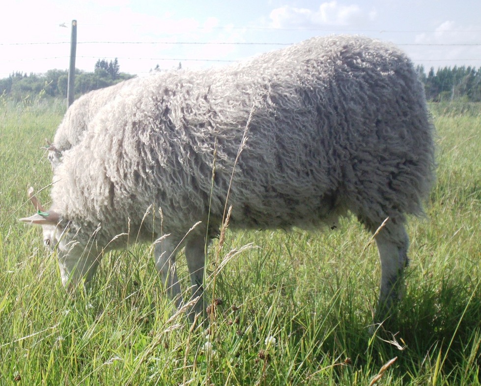 Ewe Lamb 1Z 2012