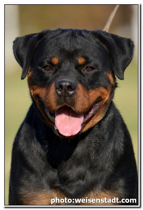 gentrycreekrottweilers