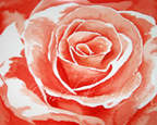the rose ~ watercolor by michal madison