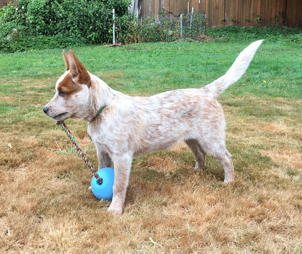 Toy blue heeler puppies for outlet sale