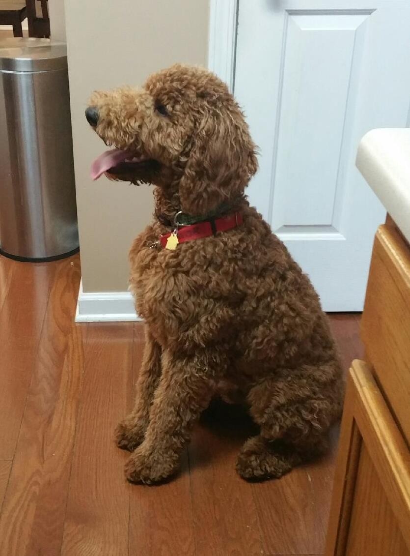 Goldendoodle Breeder, Canton Ga. F1b, F2b, F3, Miniature, Medium, Standard