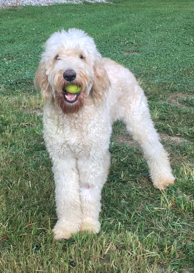 F1b, F2b, F3, Miniature, Medium, Standard, Goldendoodle breeder ...