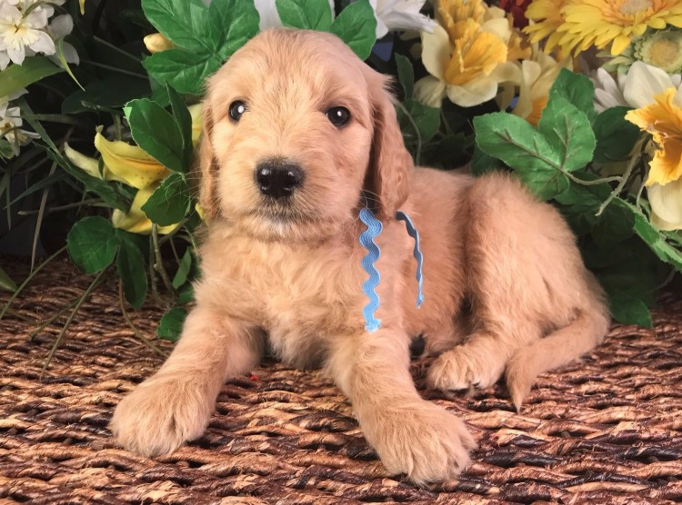 Goldendoodle Breeder, Canton, Ga, F1b, F2b, F3, Miniature, Medium ...