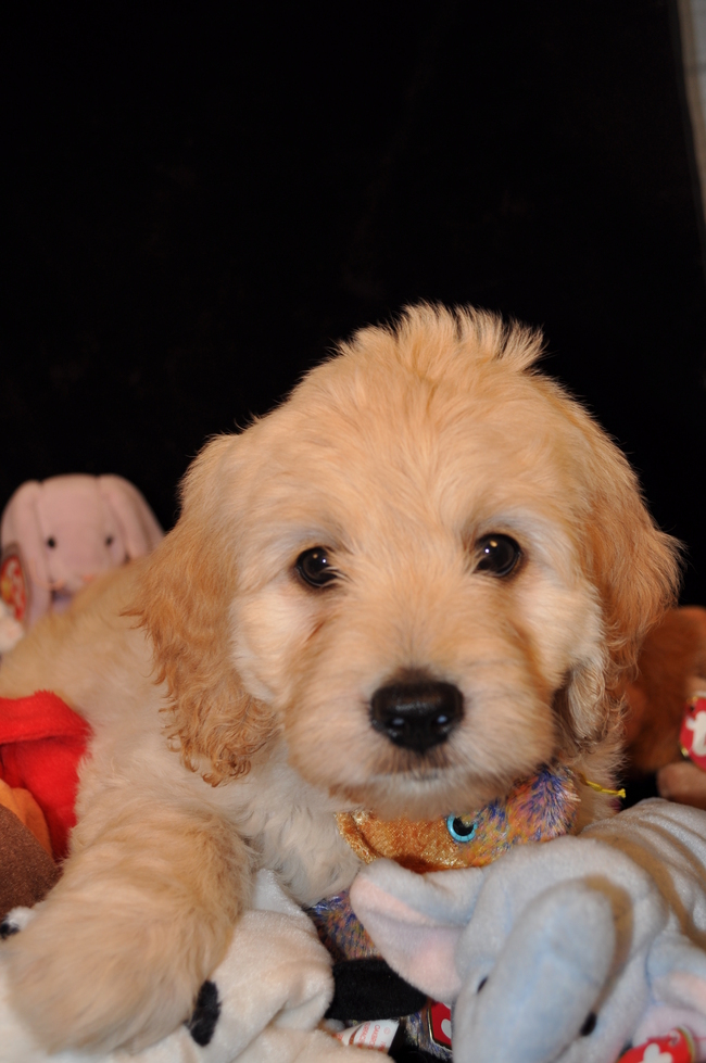 F1b, F2b, F3, Miniature, Medium, Standard, Goldendoodle Puppy Puppies