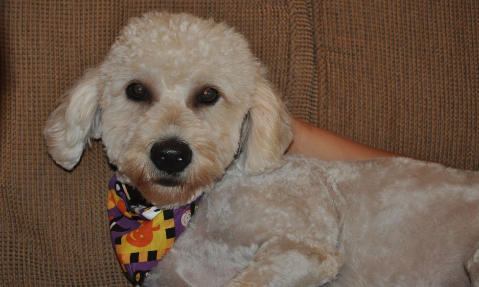 F1b, F2b, F3, Miniature, Medium, Standard, Goldendoodle breeder