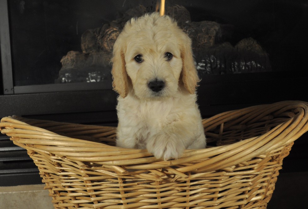 F1b, F2b, F3, Miniature, Medium, Standard, Goldendoodle Puppy Puppies