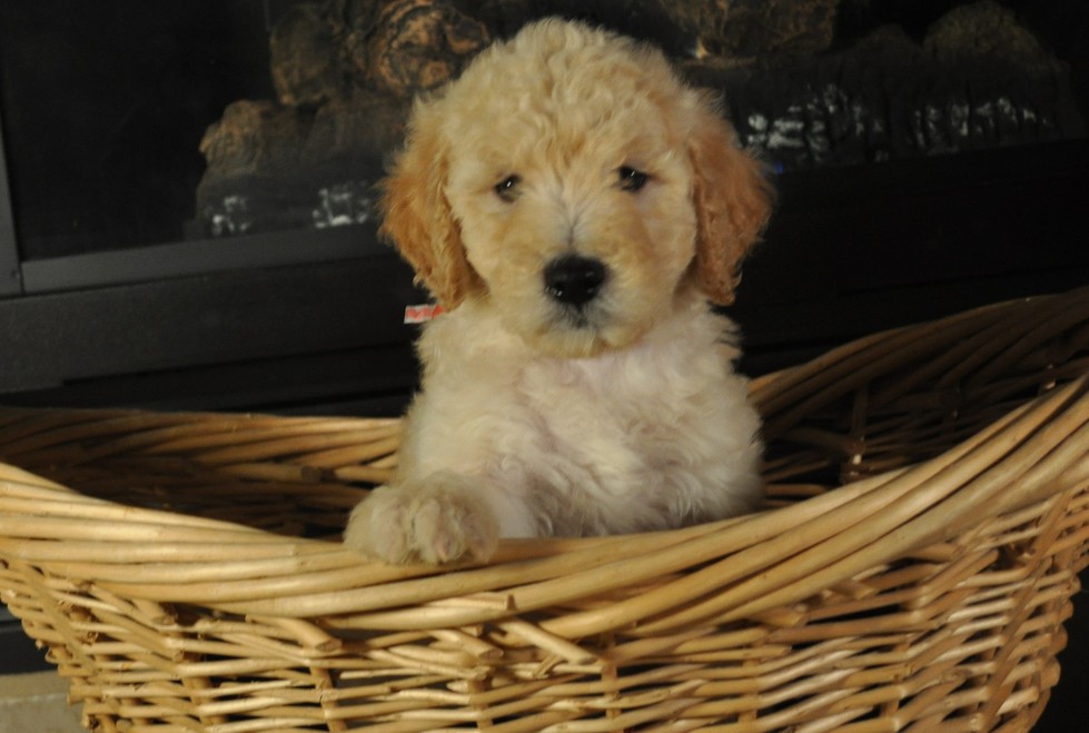 F1b, F2b, F3, Miniature, Medium, Standard, Goldendoodle Puppy Puppies