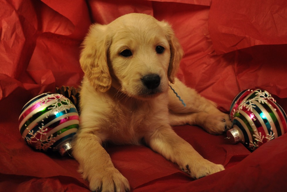 F1b, F2b, F3, Miniature, Medium, Standard, Goldendoodle Puppy Puppies