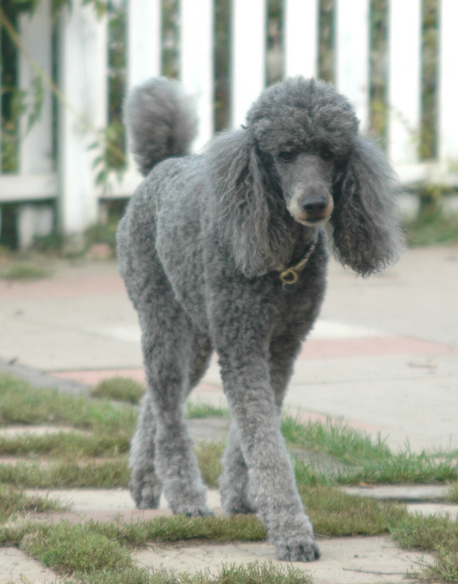 jumbo poodle