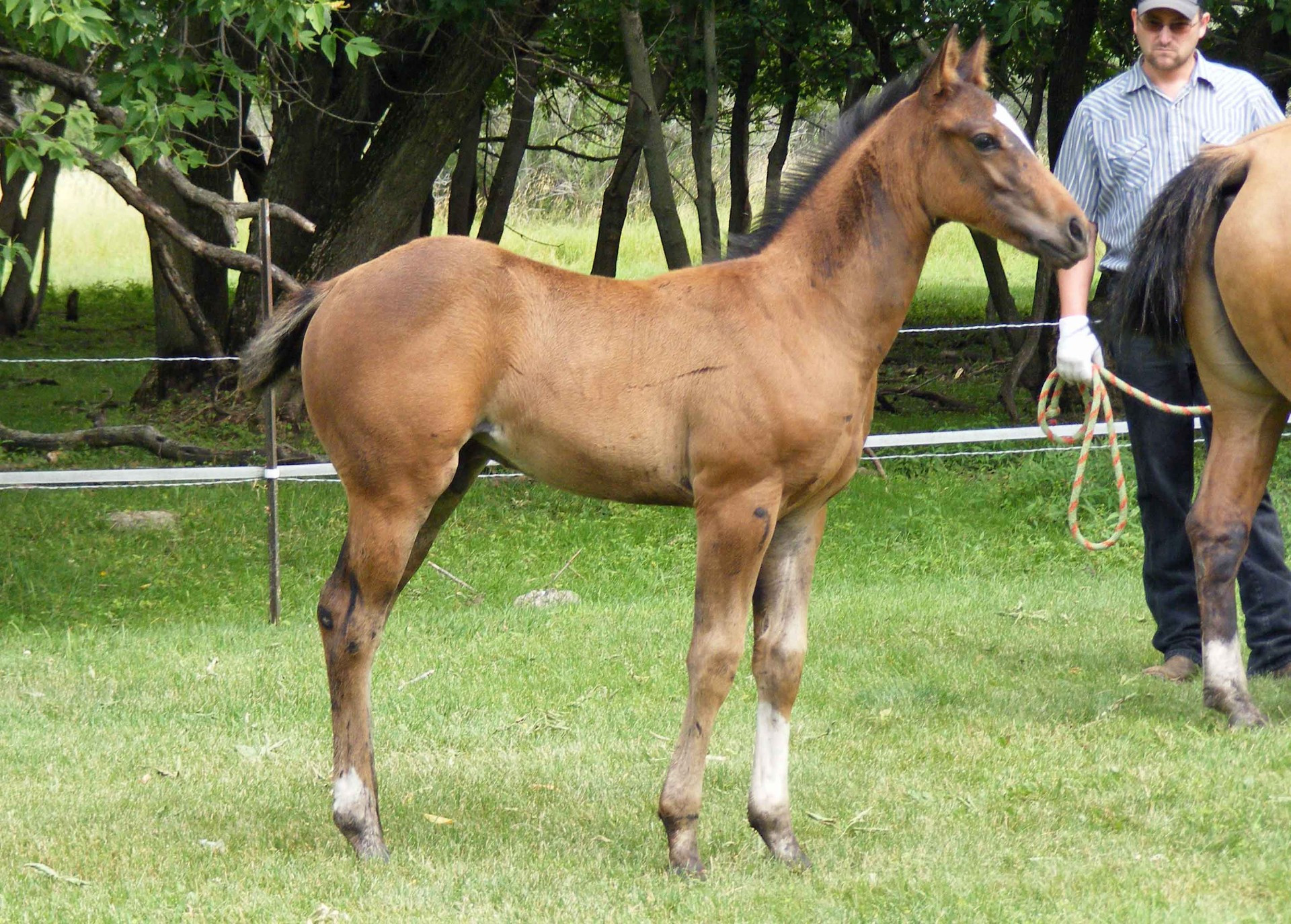Wrangler22