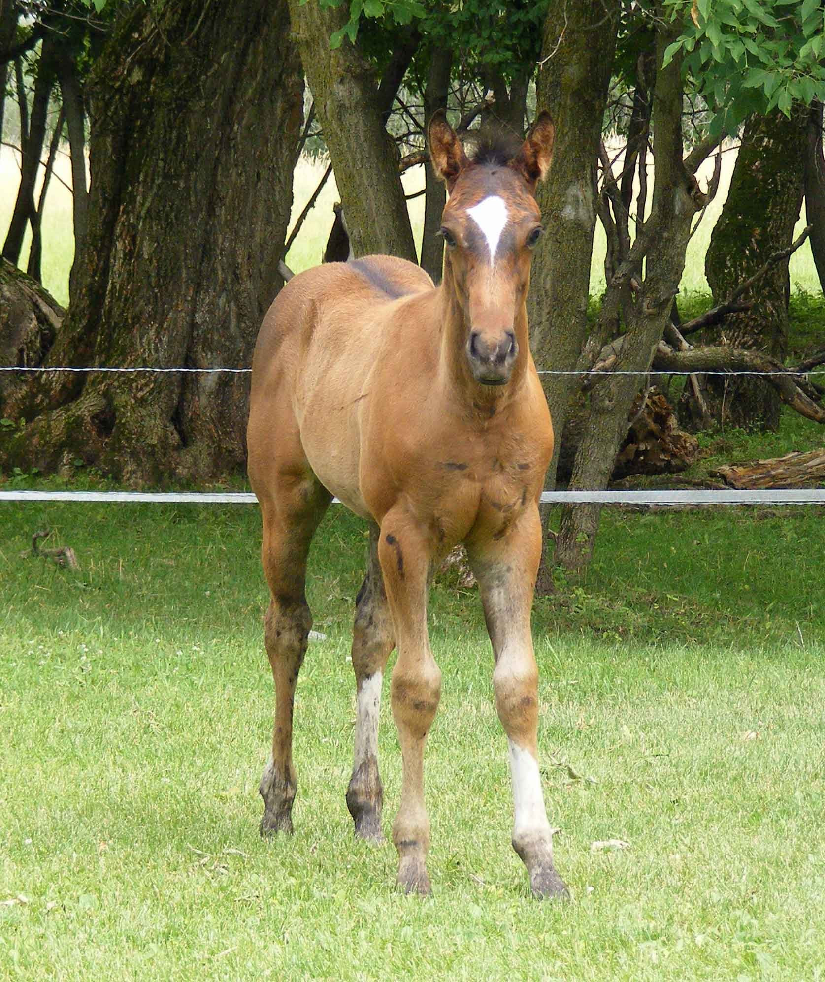 Wrangler24
