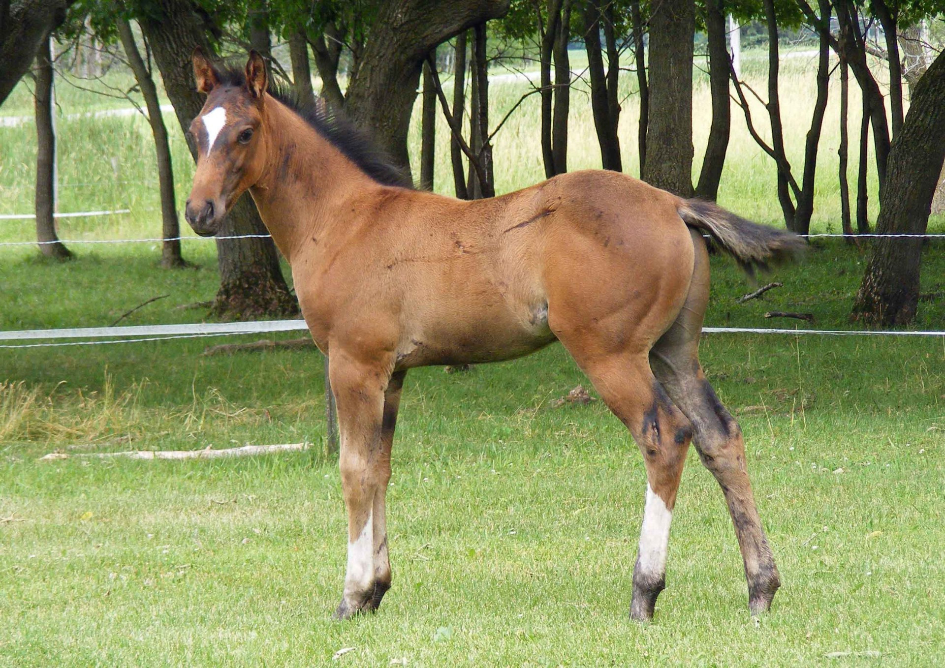 Wrangler29