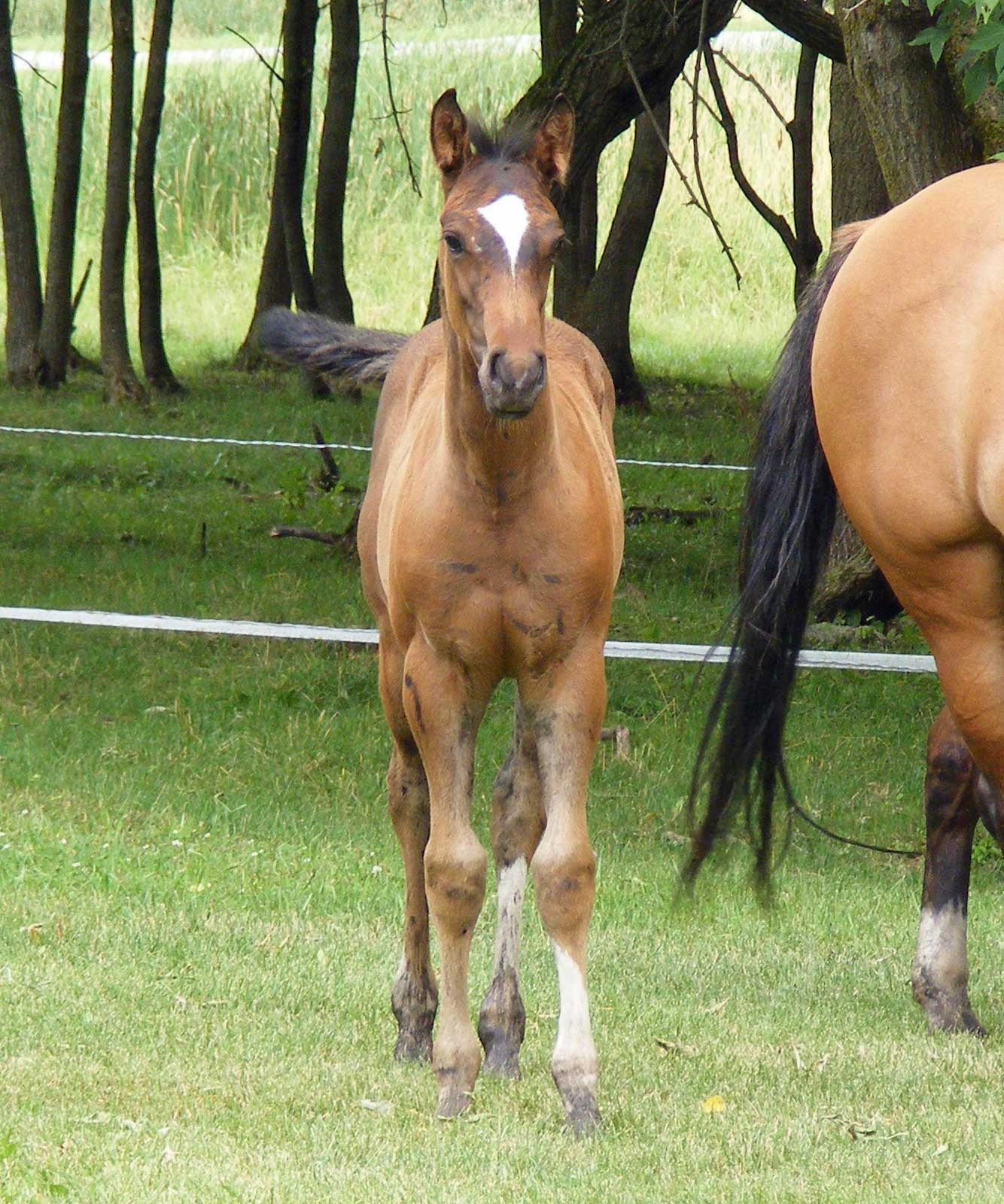 Wrangler36