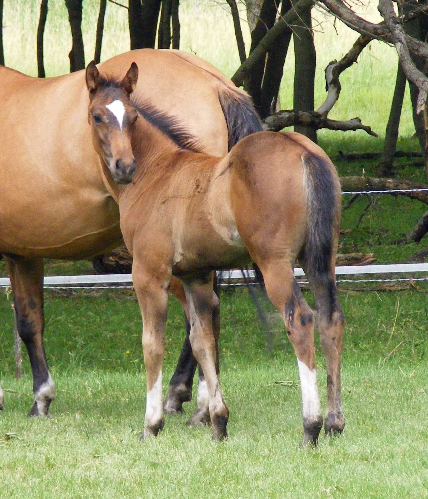 Wrangler38
