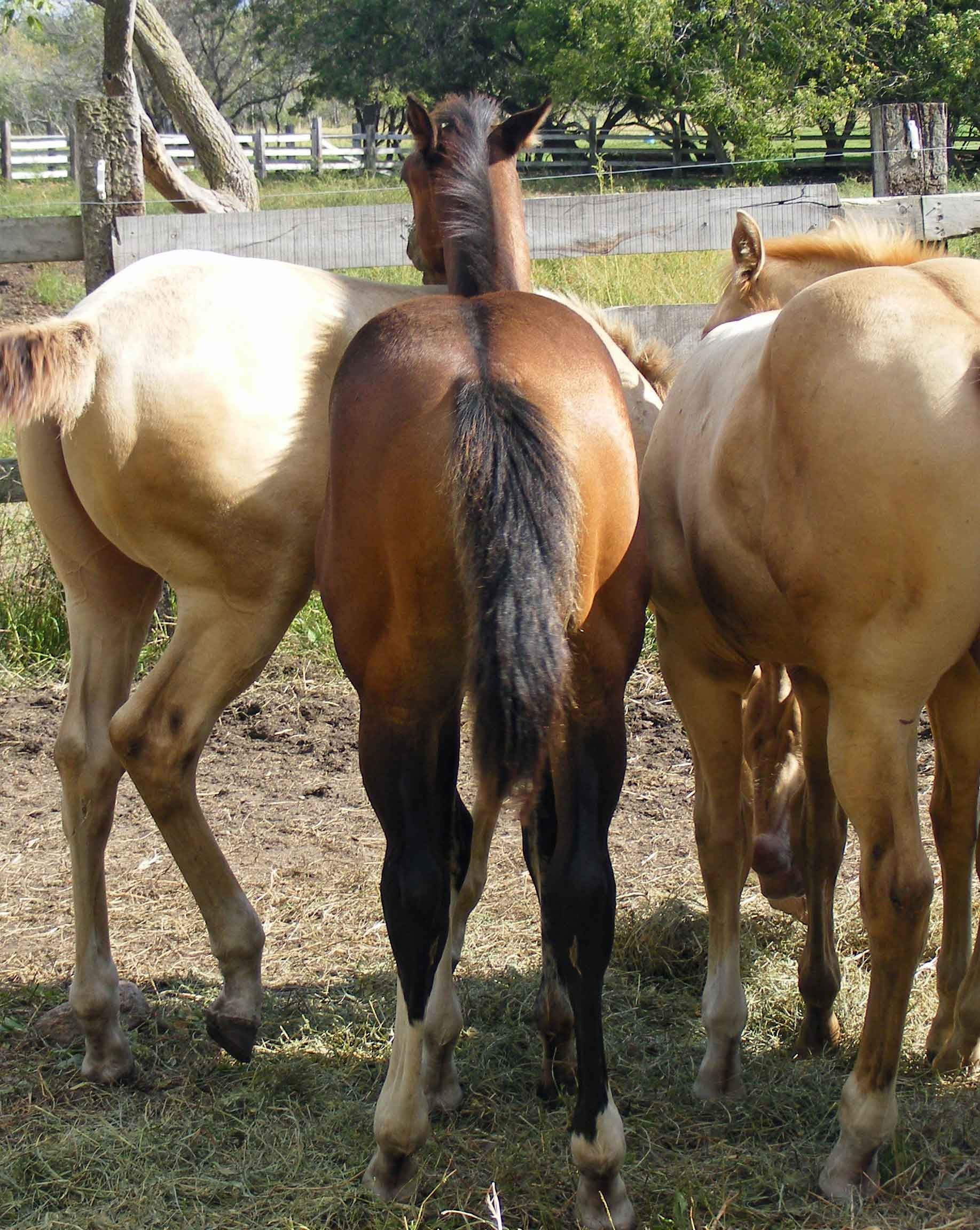 Wrangler40