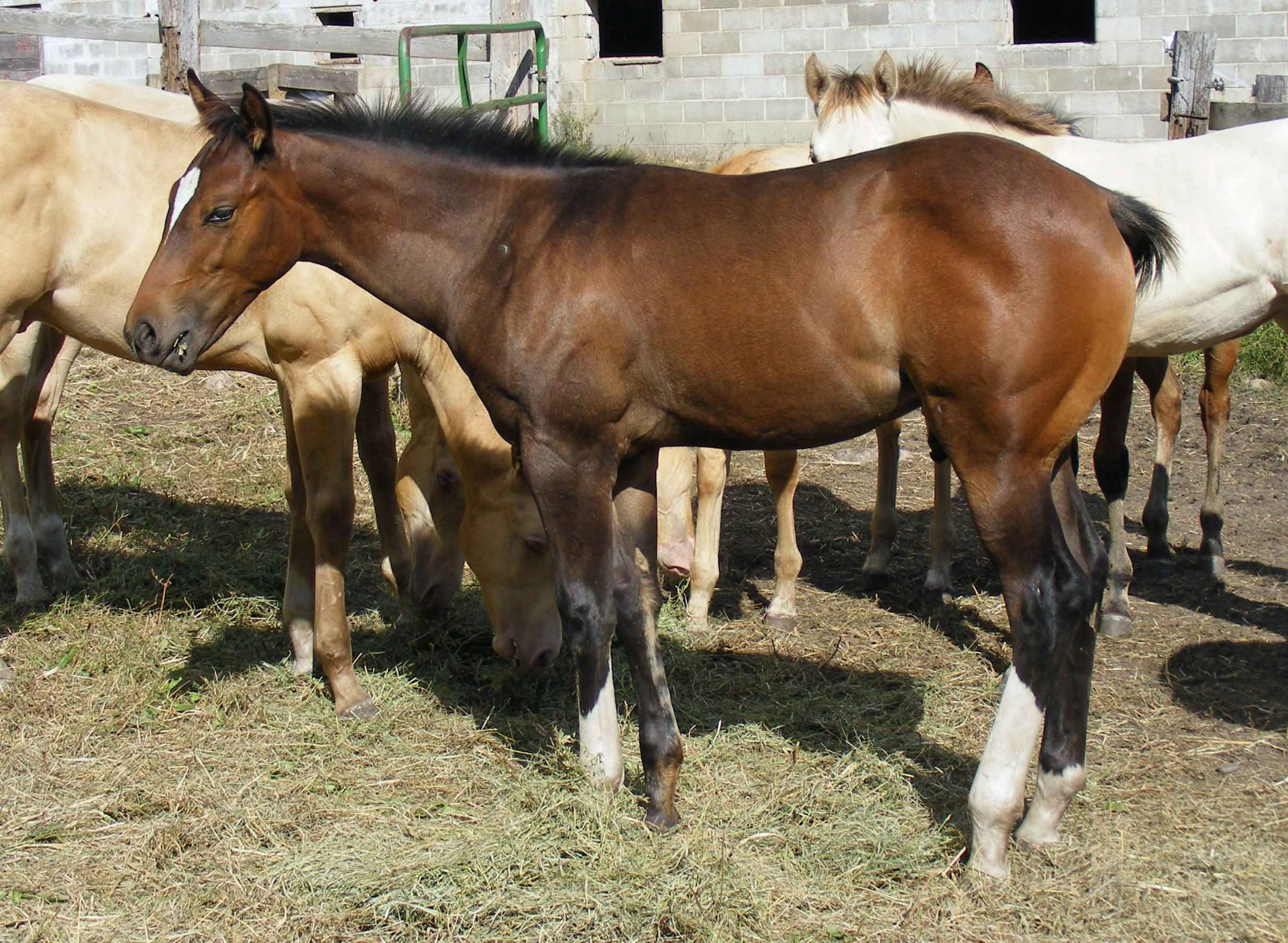Wrangler41
