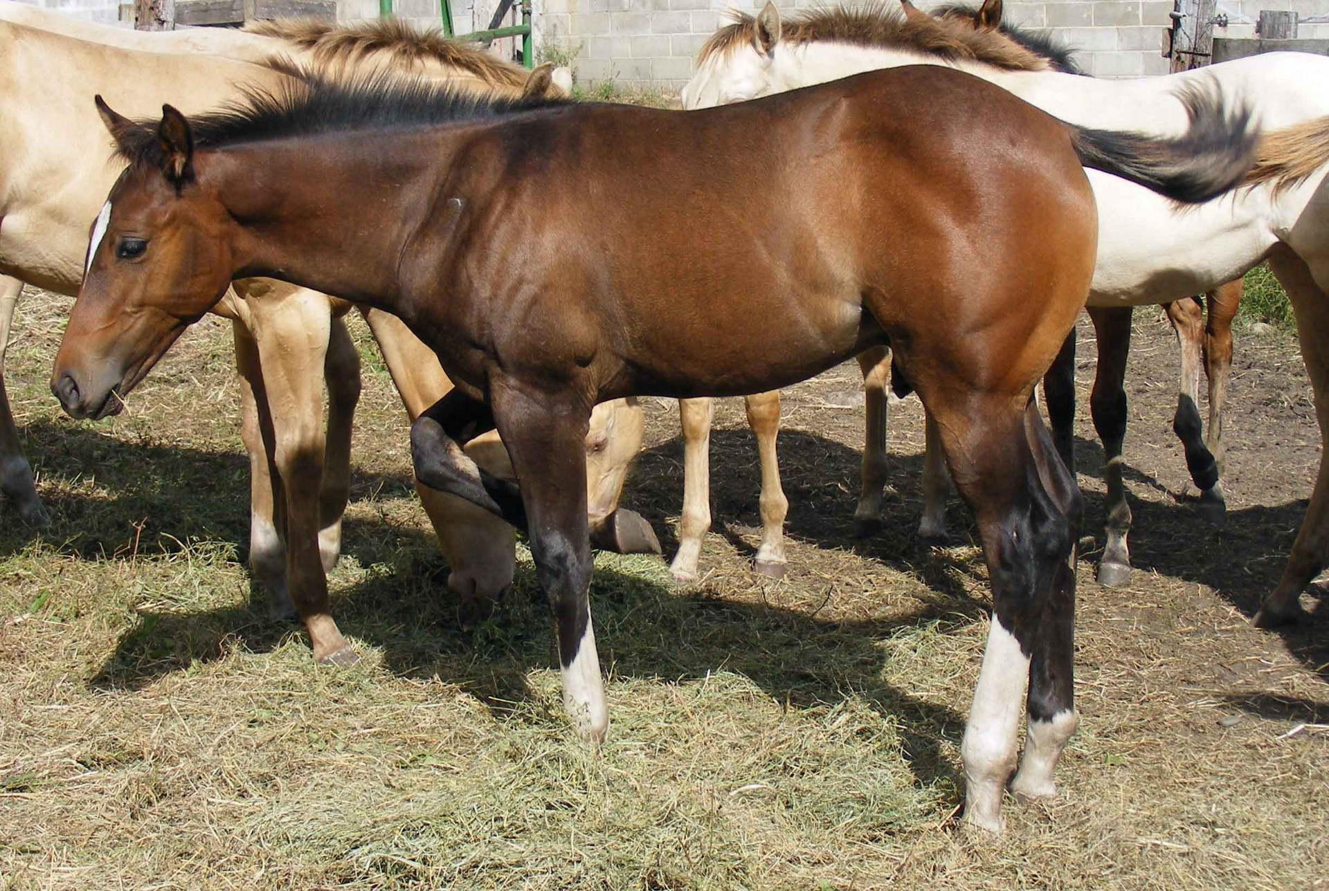 Wrangler42