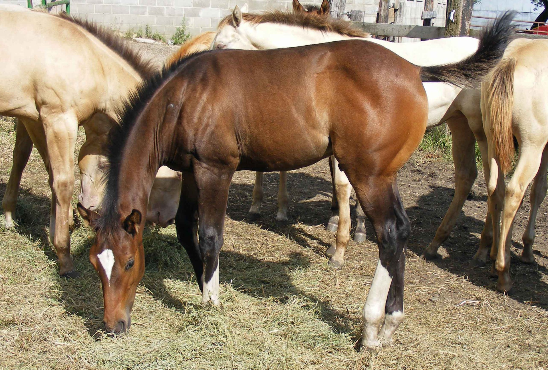 Wrangler43