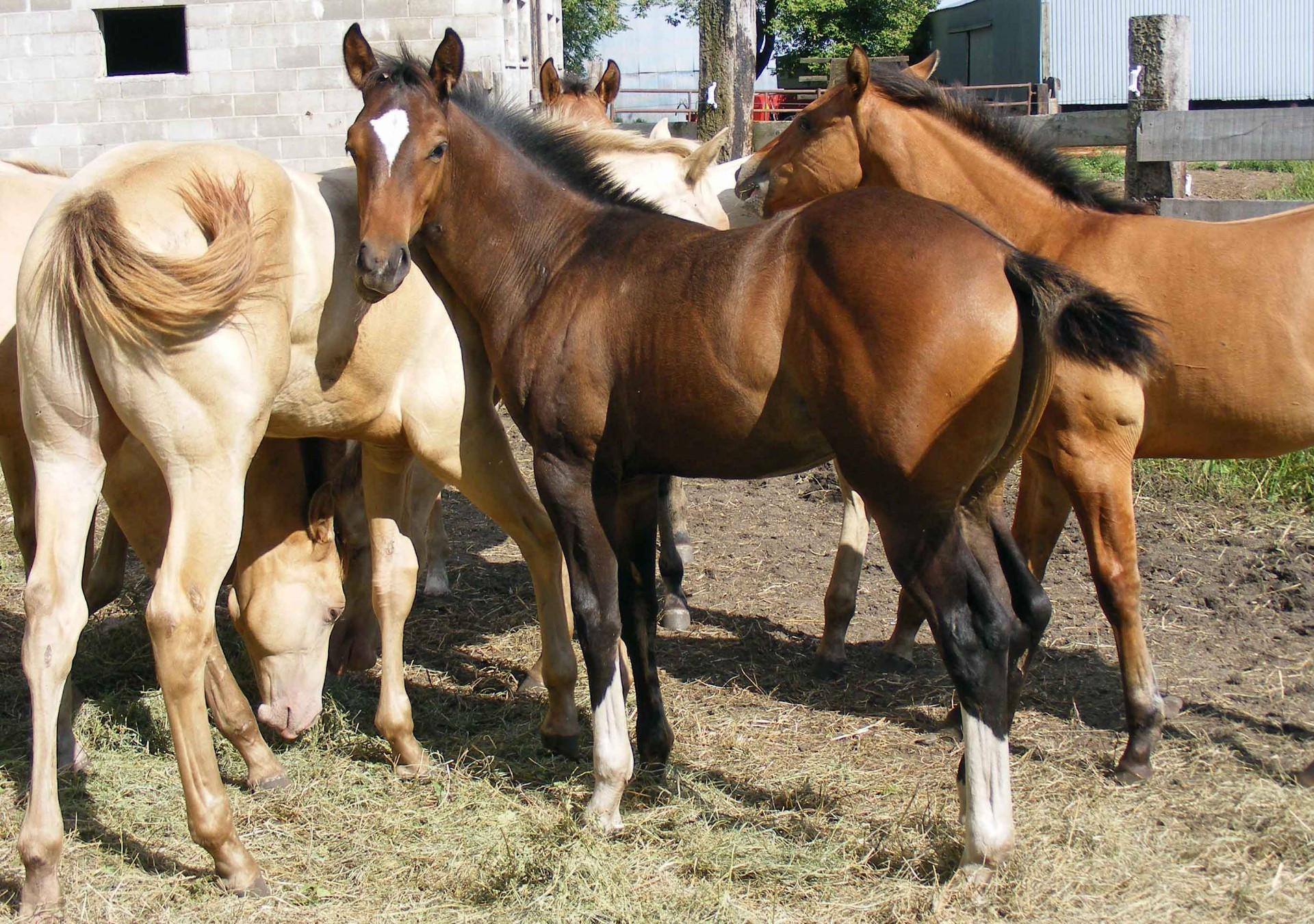 Wrangler44
