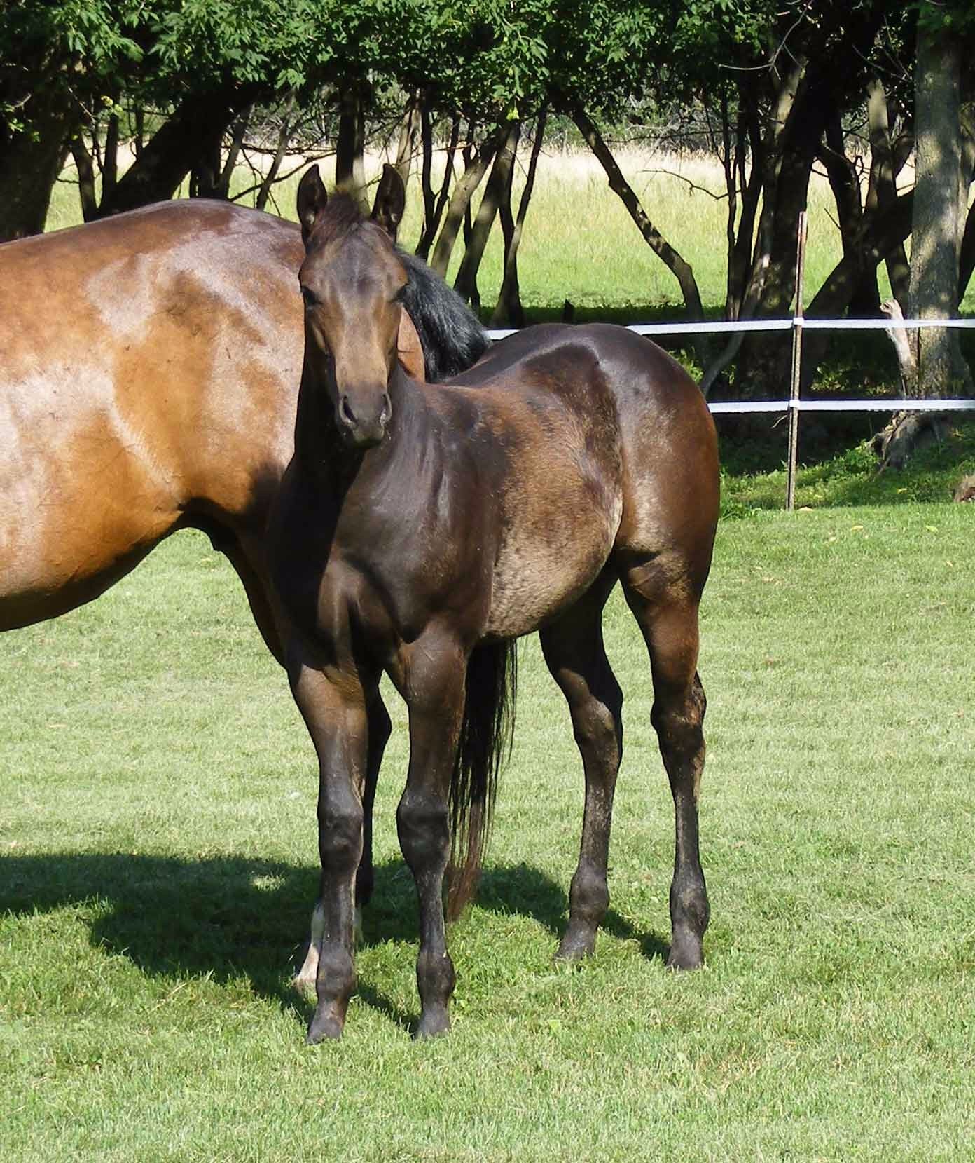 Toreto2
