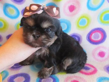 Shih Tzu Colors