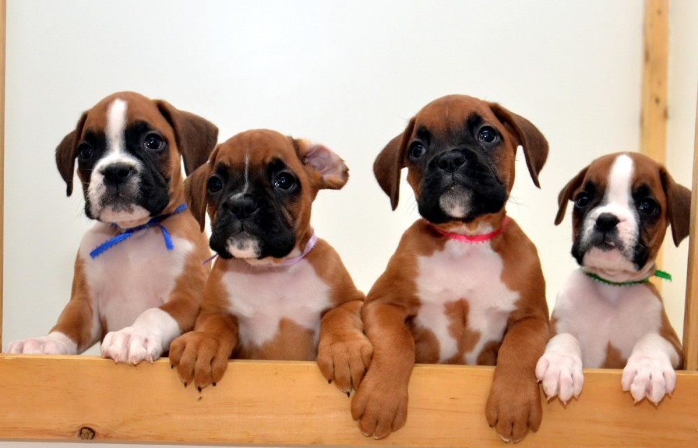 AKC Registered Boxer Puppies | Champion Bloodlines