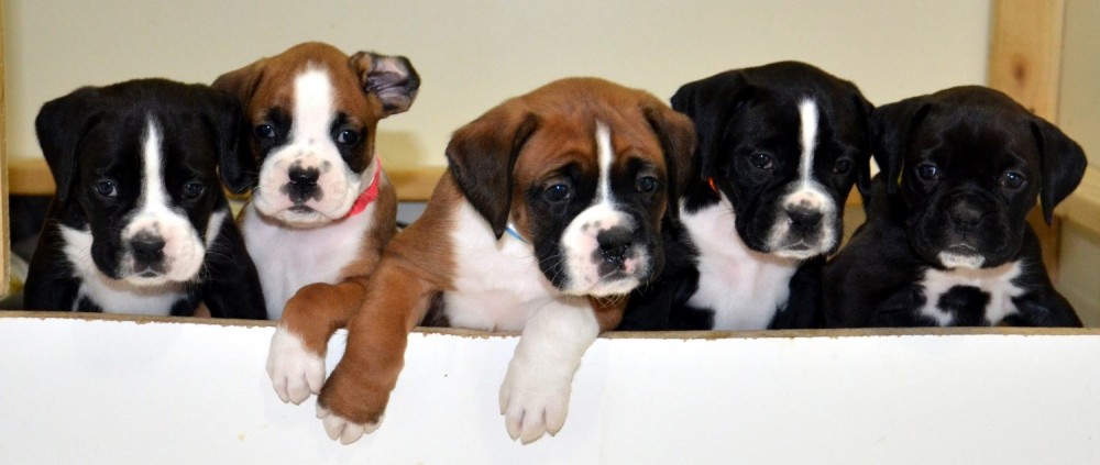 AKC Registered Boxer Puppies | Champion 