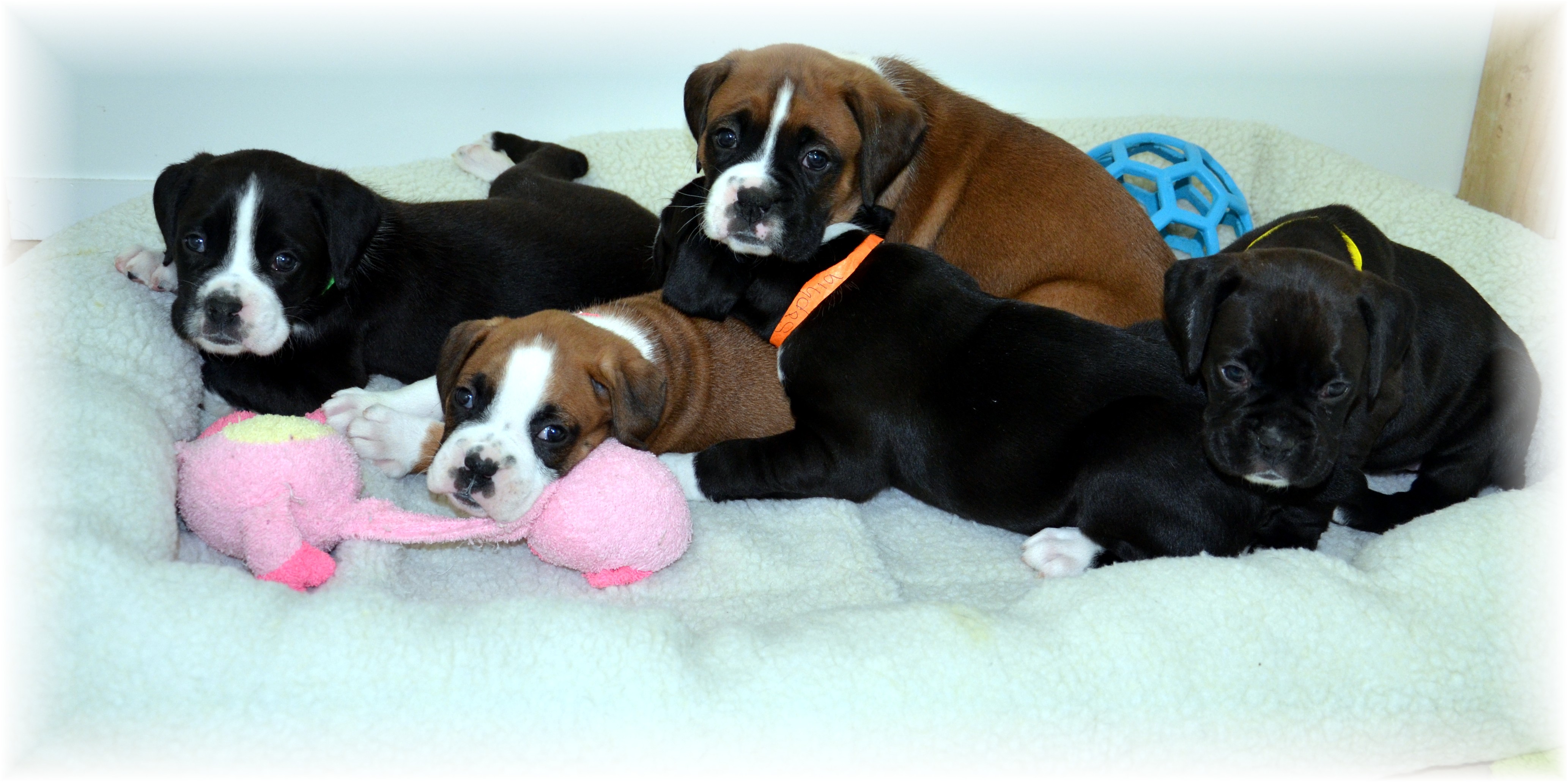 AKC Registered Boxer Puppies Champion Bloodlines Past Litters
