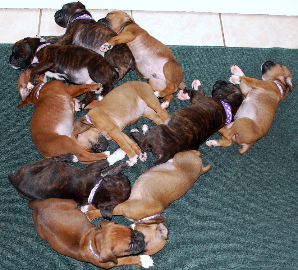 AKC Registered Boxer Puppies Champion Bloodlines Contact