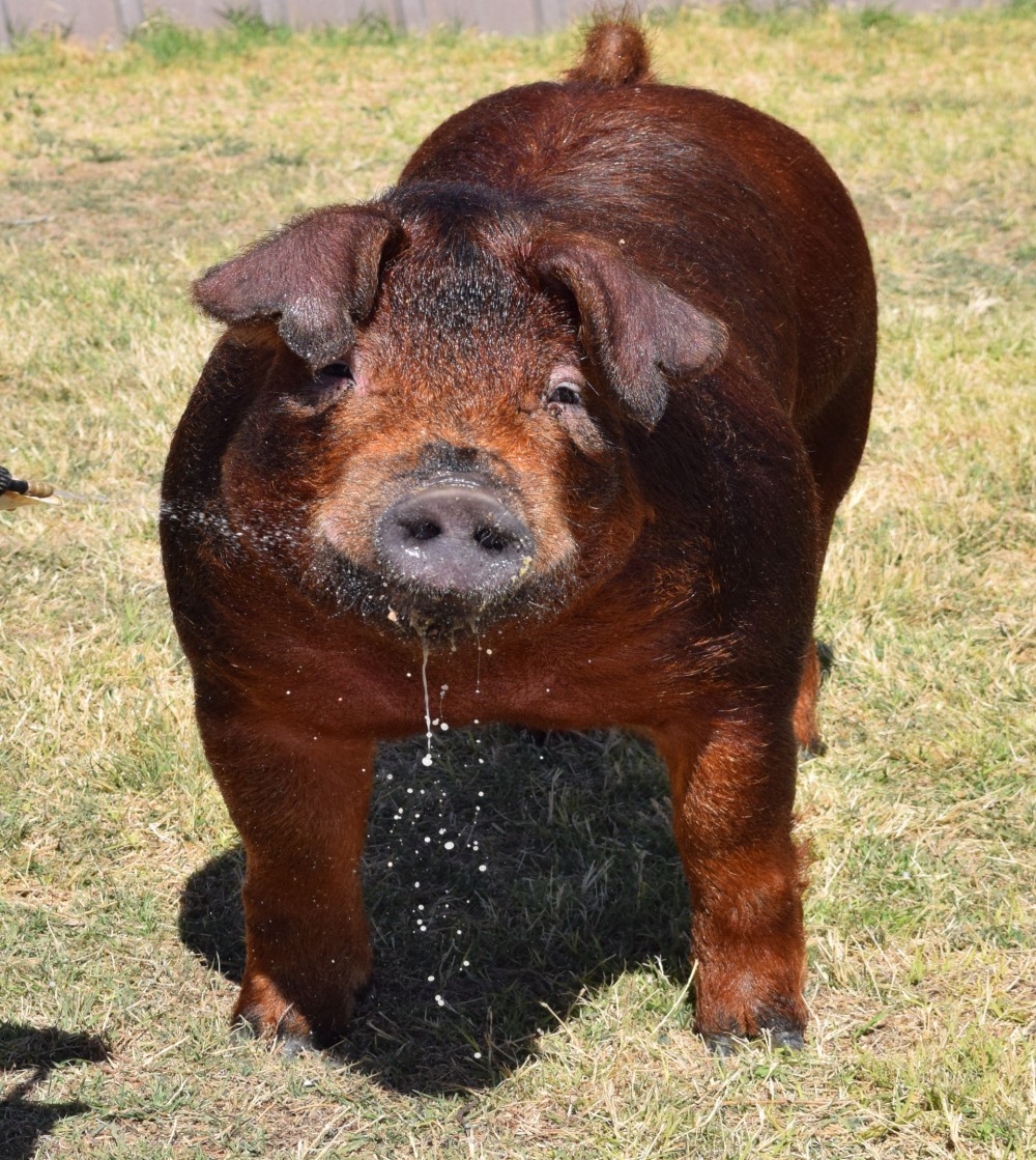 Chad Hill Durocs Boar Page