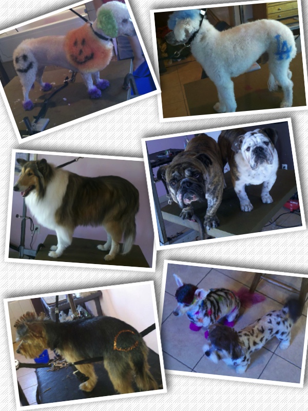 Contact The Pet Parlor