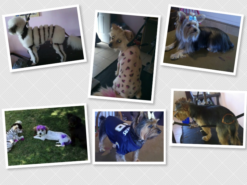 Contact The Pet Parlor