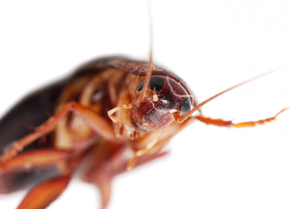 Schertz Pest Control Serving Schertz Since 1948 Commercial Residential