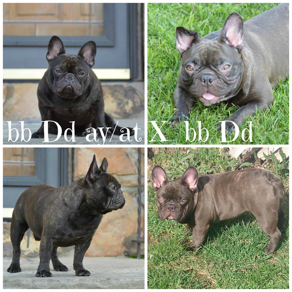 47 Best Pictures French Bulldog Puppies For Sale In Michigan Under 1000 : ICA Registered Frenchton For Sale Mansfield, OH Female ...