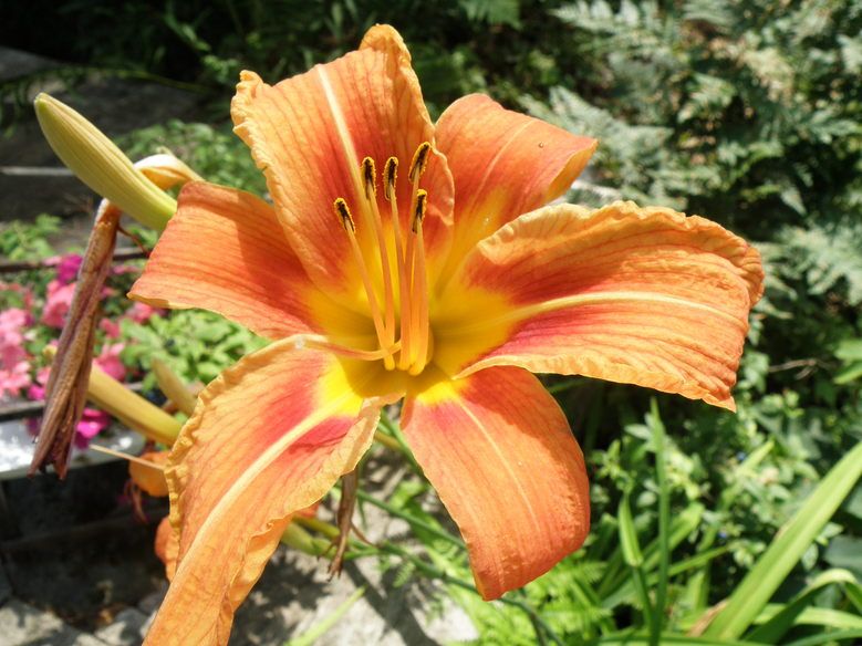 FLORA
