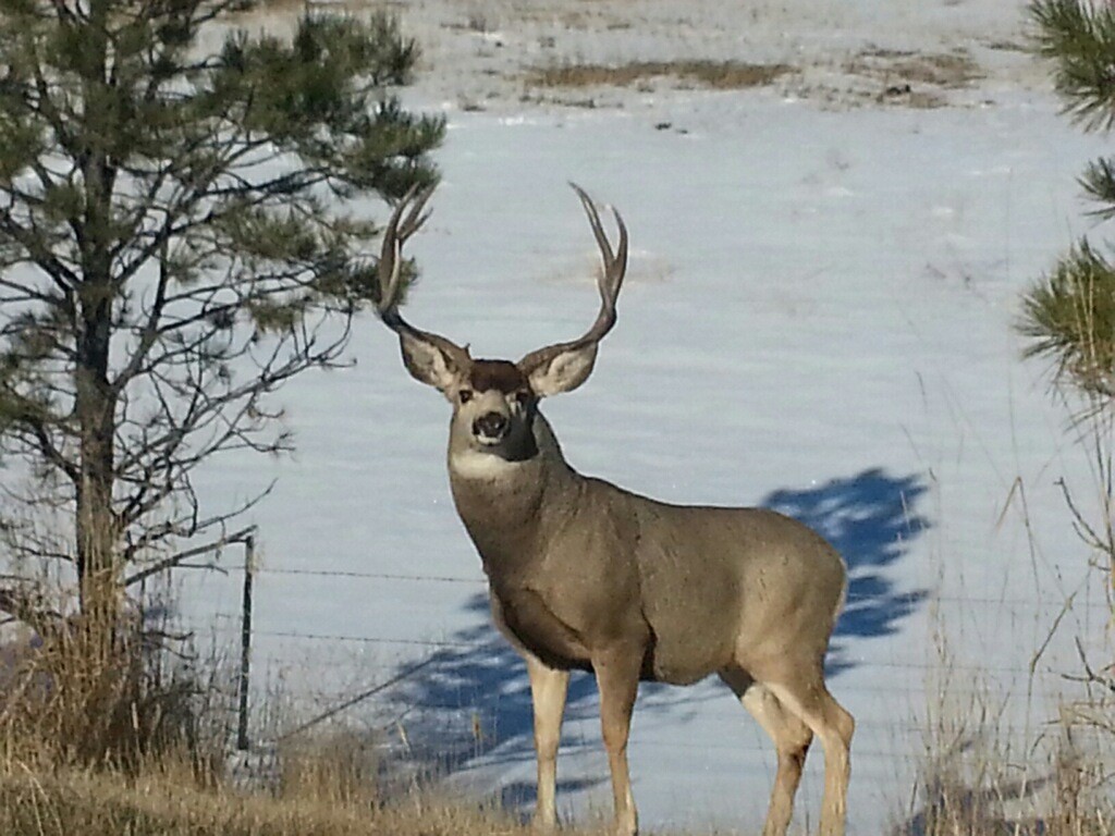 Mule Deer - Eastern Colorado - Plains Hunting - Mule Deer Outfitters