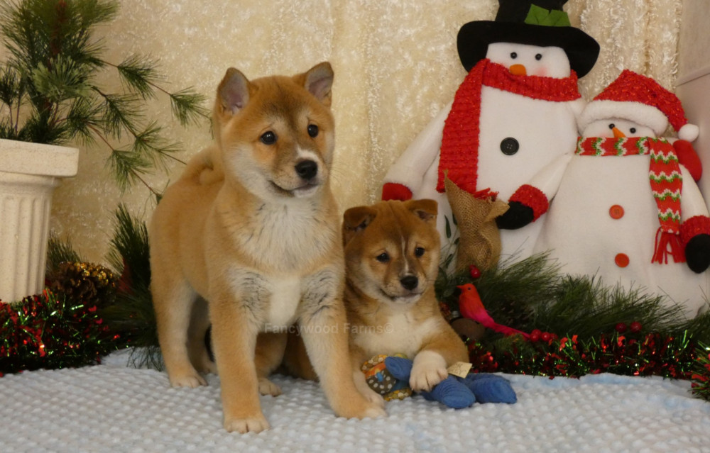 Shiba Inu Puppies For Sale In Arkansas Fancywood Farms