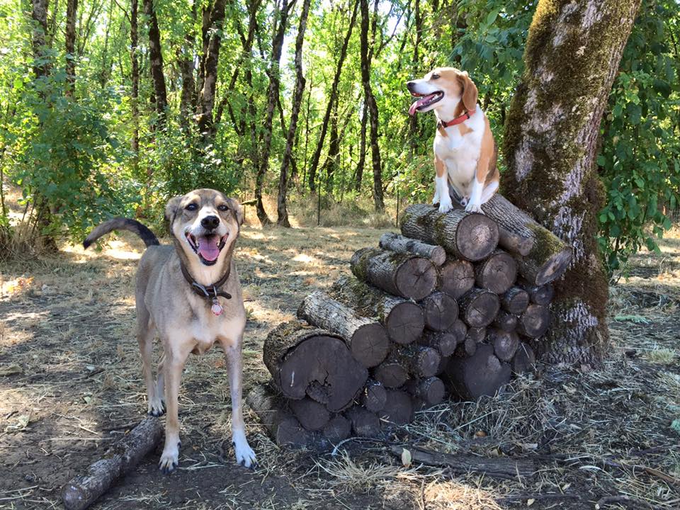 Tall Oaks Dog Day Care and Boarding Dog Kennel Resort