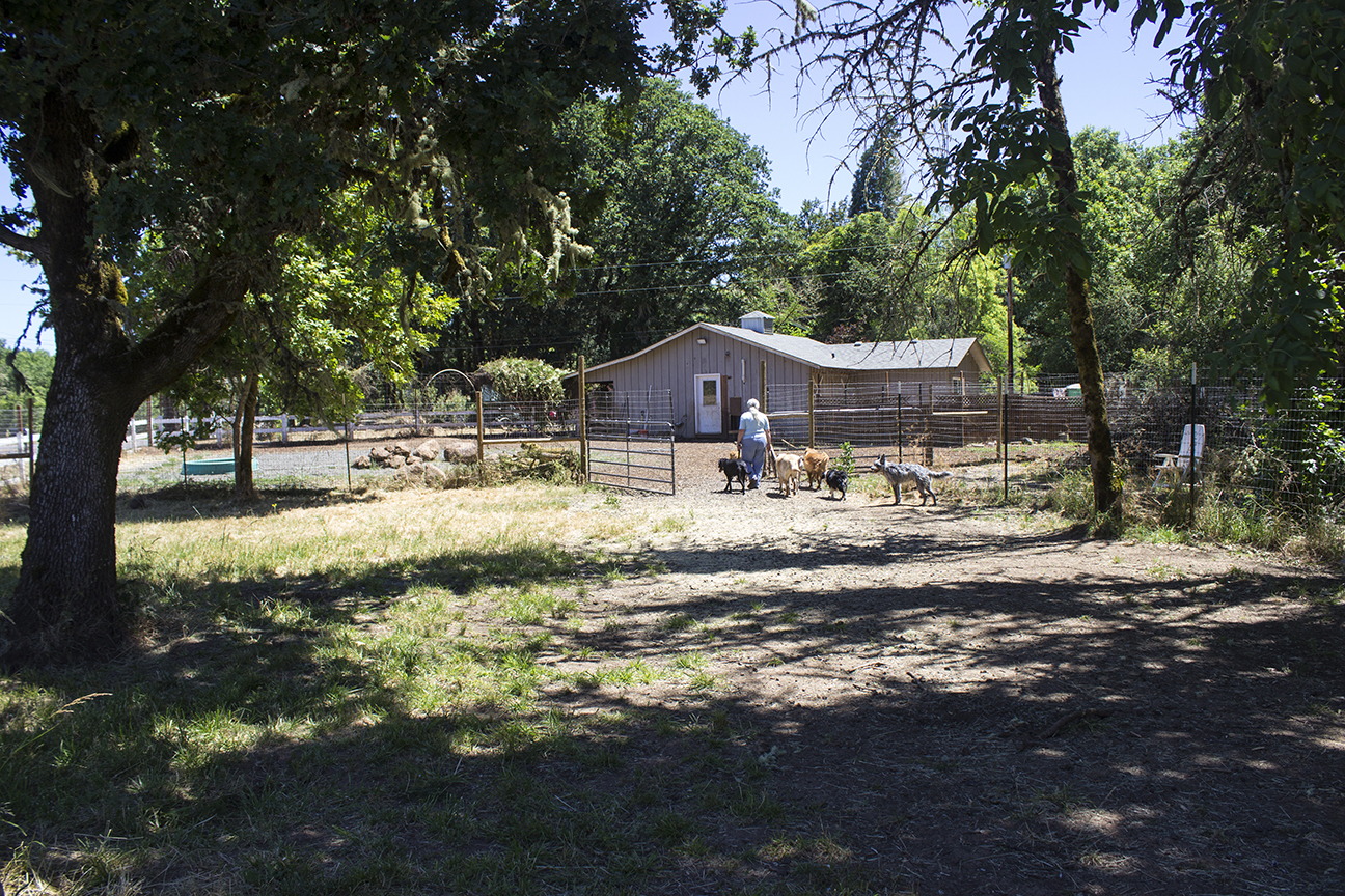Tall Oaks Dog Day Care and Boarding Dog Kennel Resort