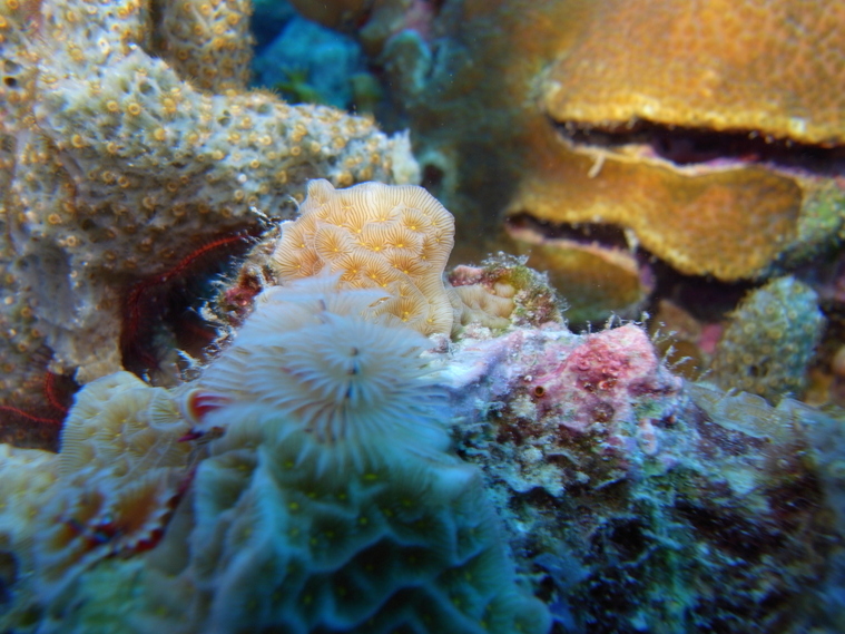 Christmas Tree Worms dive for Free