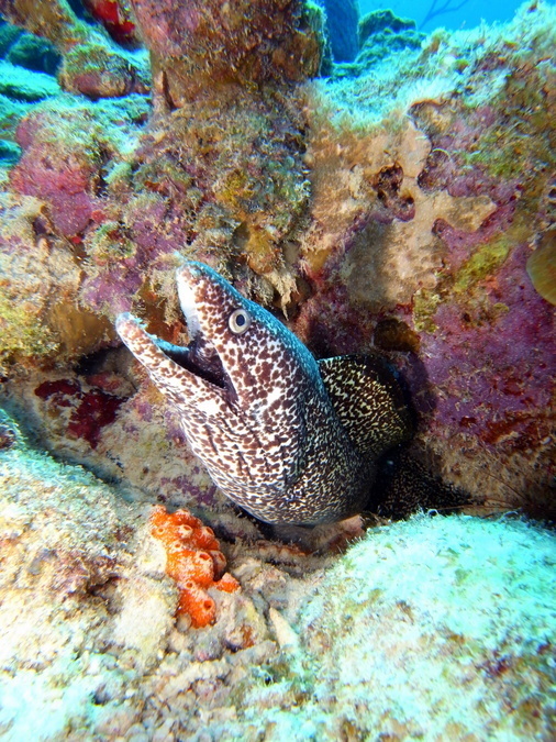 Spotted Morays Dive for Free
