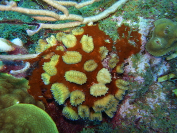 Corals dive for Free